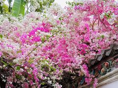 -深圳国际园林花卉博览园