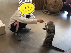 -飞行喵MR PILOT|猫舍·猫咖(静安大融城店)