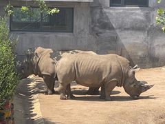 -西霞口神雕山野生动物世界