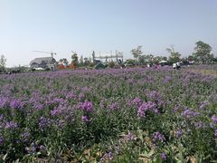 -荷兰花海