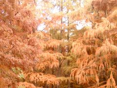 -上海共青森林公园