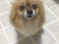 iphone_upload_pic-樊家宠物医院