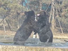 -秦皇岛野生动物园