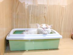-屋虎猫馆(宝安大仟里店)