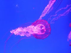 -海合安青岛极地海洋公园