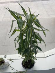 -吉艺心专业美发造型