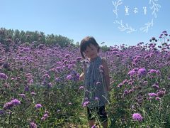 -北京东方普罗旺斯薰衣草庄园