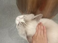 -飞行喵MR PILOT|猫舍·猫咖(静安大融城店)