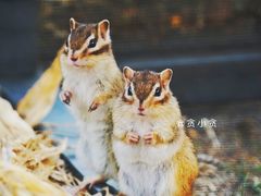 -欢乐松鼠谷