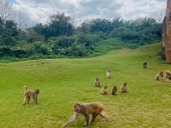 -海南热带野生动植物园