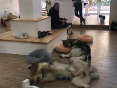 -李小姐の猫咖啡馆(五角场店)