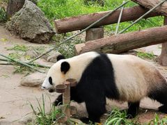 -都江堰中华大熊猫苑