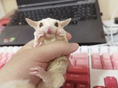 -北京观赏动物医院·24小时大型综合·猫专科·异宠专科