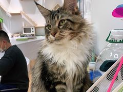 -COLOR PETS 撸猫馆·购猫·猫咖(长风大悦城店)