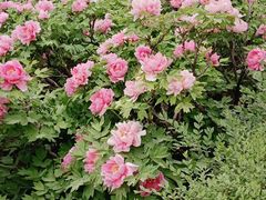 -洛阳市隋唐城遗址植物园