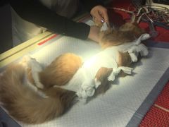 -佳怡动物医院·平价24小时·猫专科骨外科