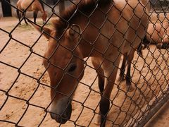 -石家庄市动物园