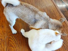 -豆柴町-柴犬主题狗咖(红鼎国际C座店)