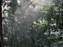 -武吉知马自然保护区