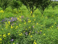 -古柏渡飞黄旅游区