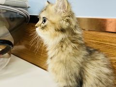 -瑞派·关忠动物医院·异宠专科·犬猫肿瘤·皮肤专科(望京店)