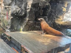 -大阪海游馆