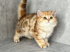 -小猫来了·猫舍(红山六九七九店)