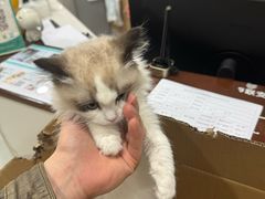 -谐和益家动物医院·免疫绝育·血液透析·宠保定点医院(高新伊藤分院)