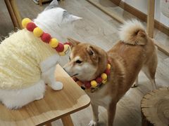 -柴迷FANS CLUB·柴犬狗咖·猫咖