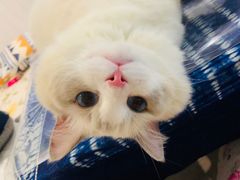 -Bastet sally猫舍购宠(静安店)