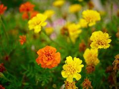 -演武大桥观景平台