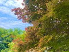 -普陀山慧济禅寺