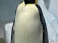 -海合安成都极地海洋公园