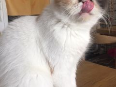-平行世界·猫咖(首经贸店)