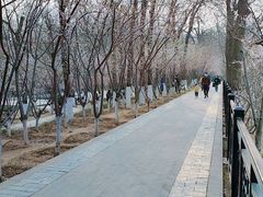 -桃花堤公园