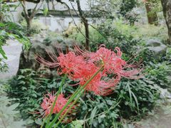 -上海醉白池公园