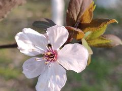 -八大山人梅湖景区
