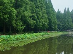 -五七小李子油焖大虾(总店)