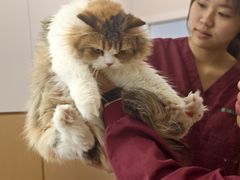 -瑞派康怡24h宠物医院·犬猫医疗中心·微创绝育(瑞景分院)