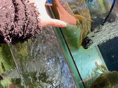富贵虾姑-凯华海鲜火锅·传承三十六年