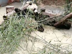 -都江堰中华大熊猫苑