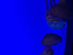 -上海海洋水族馆