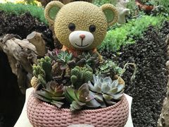 -花之城