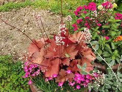 -田园东方蜜桃村的田野营地