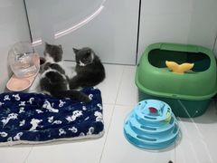-1013 PET SHOP精品宠物商店(丁香店)