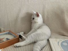 -lincat·猫舍(广州店)