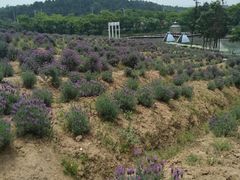 -大塘金香草谷