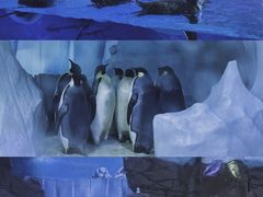 -海合安成都极地海洋公园