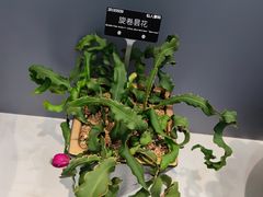 -上海辰山植物园