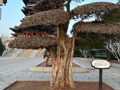 -济南大明湖景区